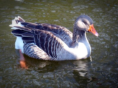 Water bird feather waterfowl