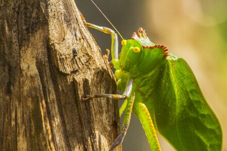 Hope katydid animal photo