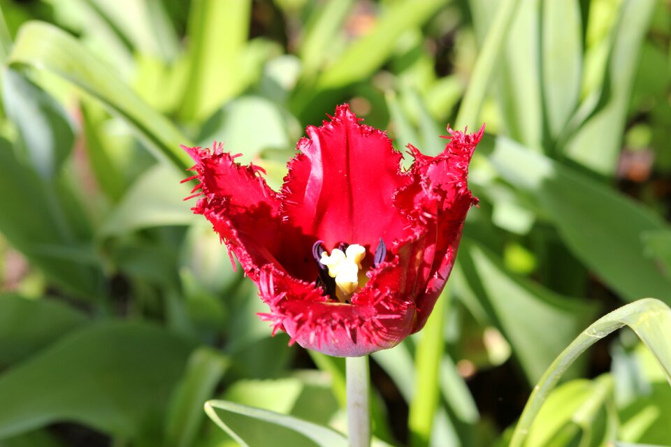 Flower spring