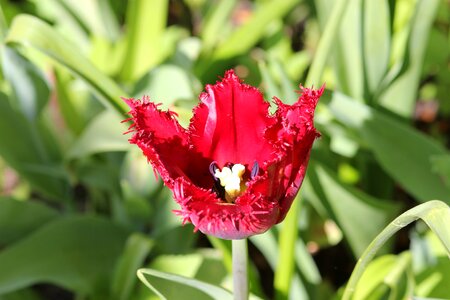 Flower spring