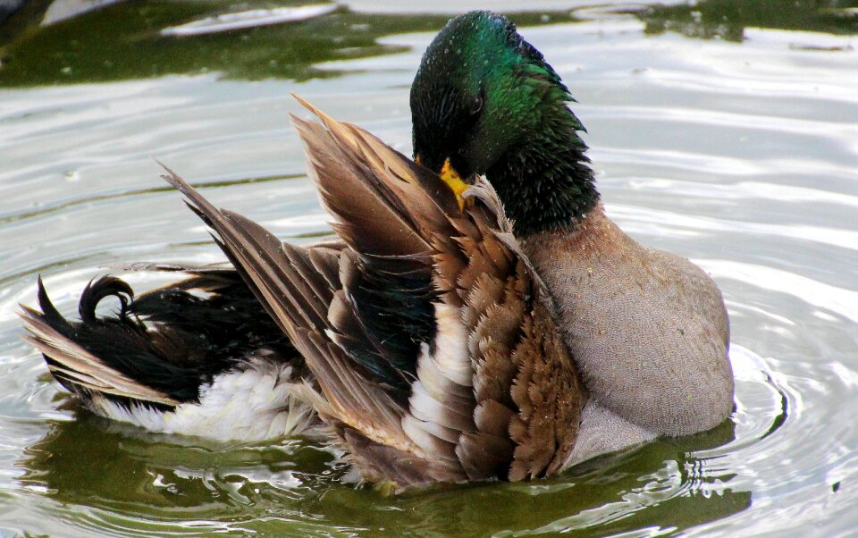 Duck bird drake pond photo