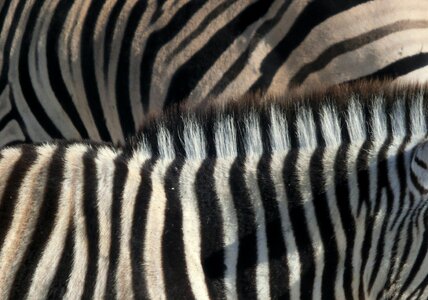 Africa animals striped