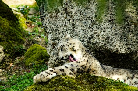 Snow leopard big cat zoo photo