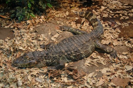 Caiman broad-nosed caiman