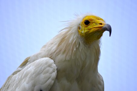 Vulture bird white