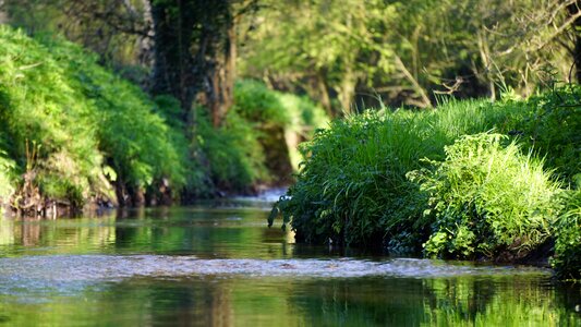 River sunny growing