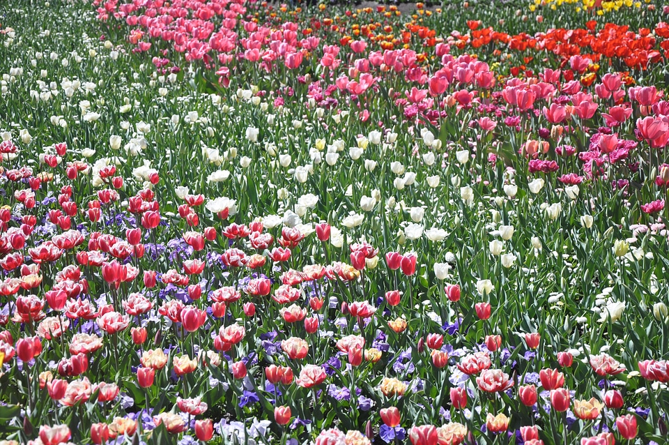 Floral blossom bloom