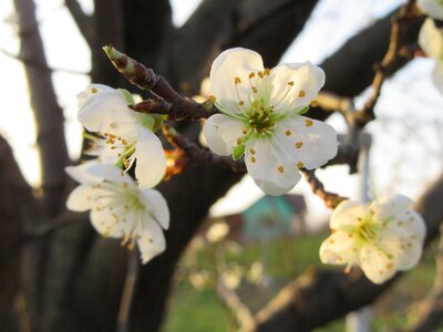 White flowers nature bloom