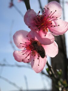 Branch blossom pink photo
