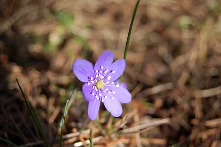 Spring flower garden
