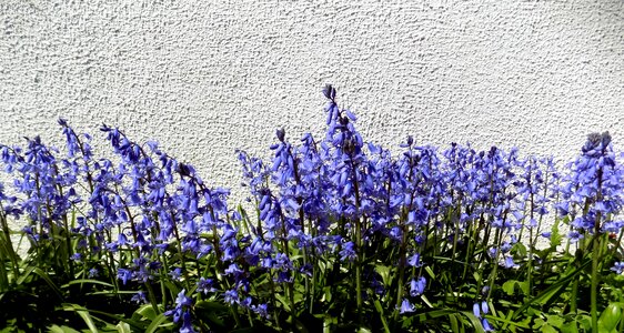 Spring purple flowers garden