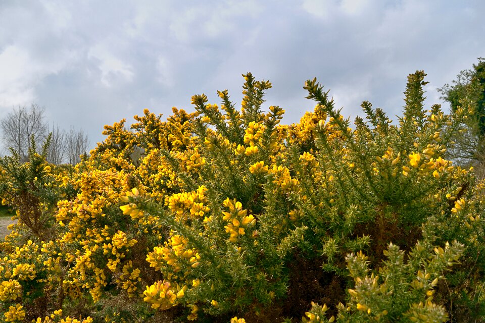 Gorse yellow bush ireland