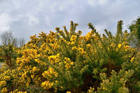 Gorse yellow bush ireland photo