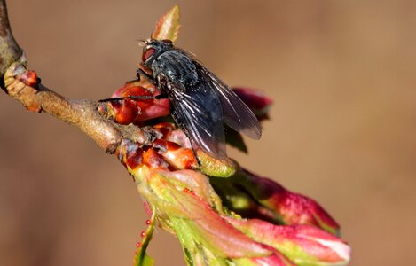 Small sitting wing photo