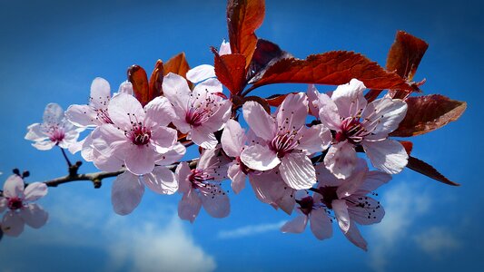 Cherry blossom sky spring photo