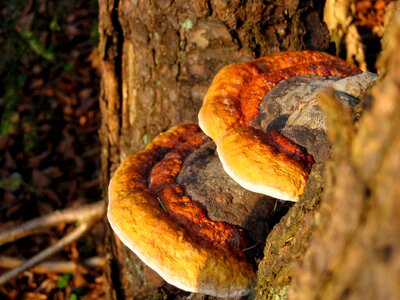 Mushroom the parasite forest photo