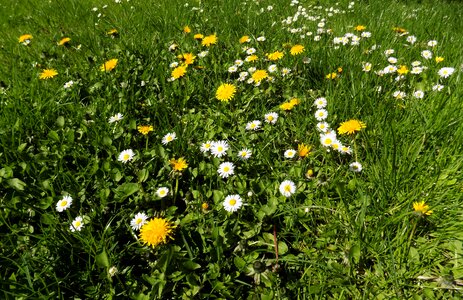 Spring green daisy