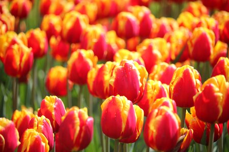Floralia flower