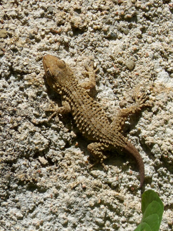 Gecko lizard texture