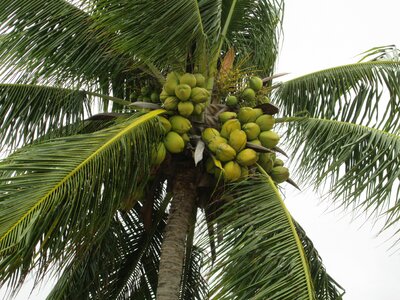 Palm tree flying tropical plant