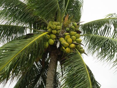 Palm tree flying tropical plant photo