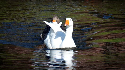 Nature animal water bird photo