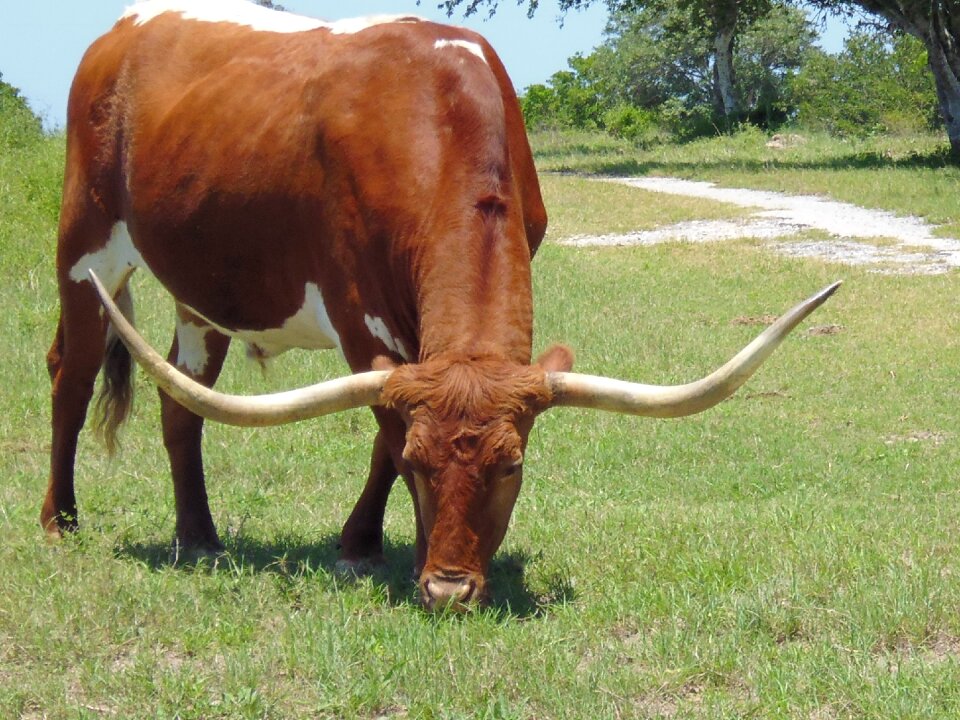 Beef nature animal