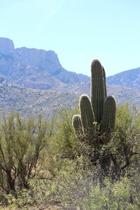 Cactus landscape nature photo
