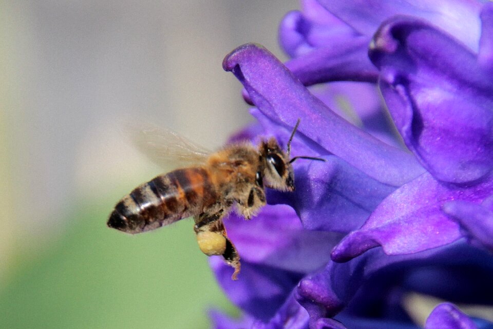 Flying on approach nectar
