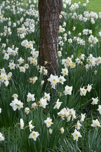 Easter flower narcis flower