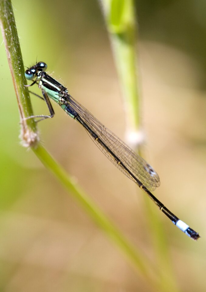 Nature damsel