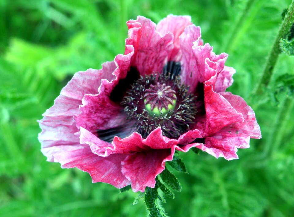 Garden poppy pink
