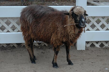 Wool mammal