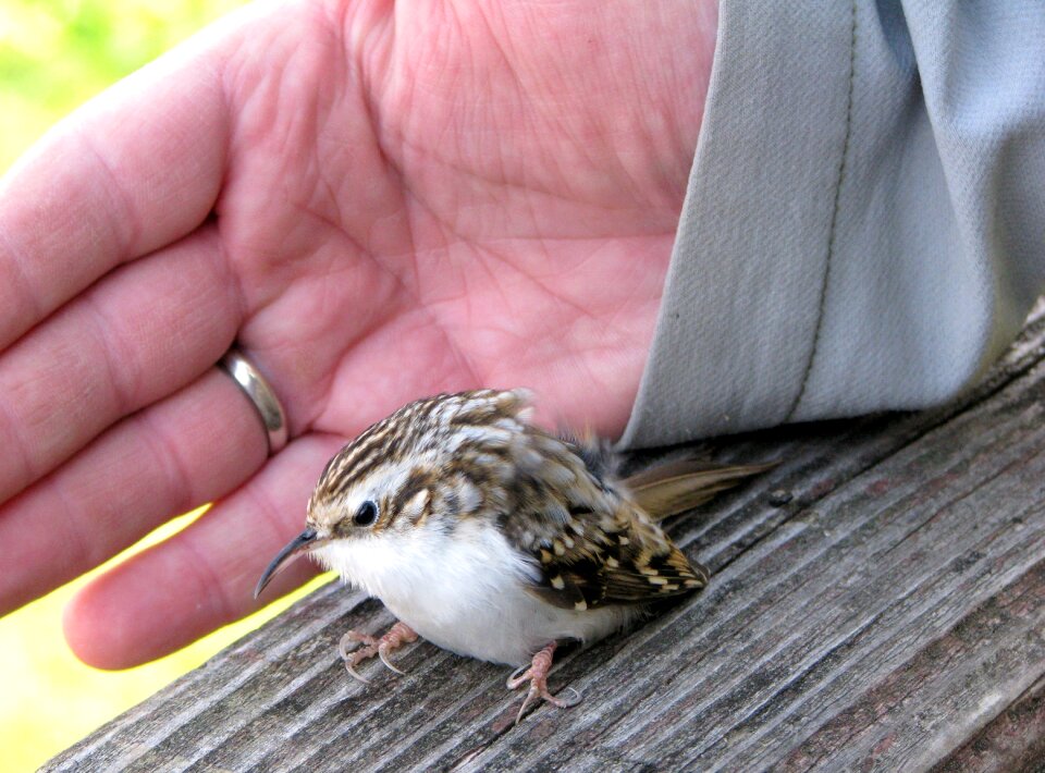 Ornithology protection nature