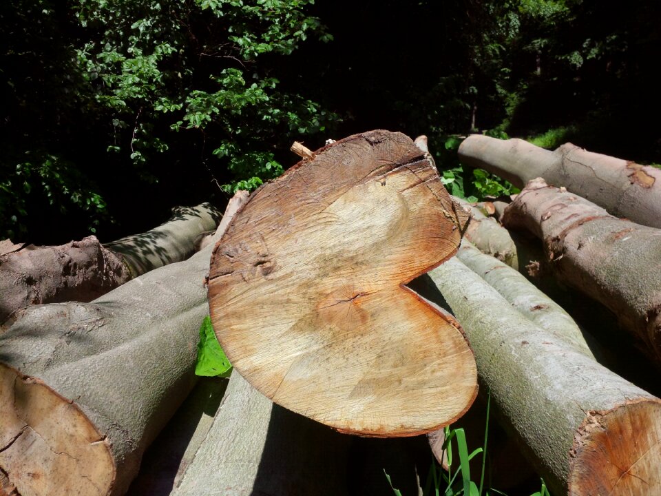 Nature wooden heart log