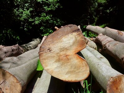 Nature wooden heart log photo