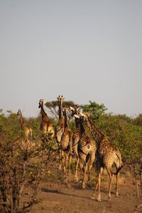 National park animal wilderness