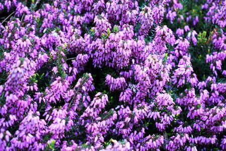 Skalnik macro flourishing