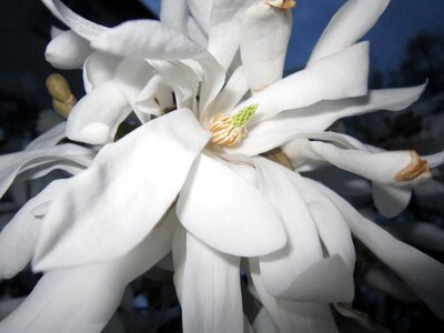 White blossom spring close up