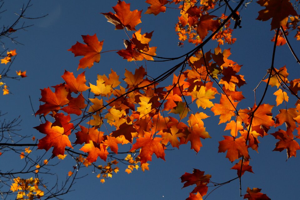 Fall nature season