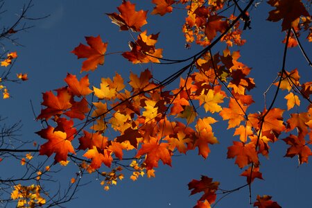 Fall nature season photo