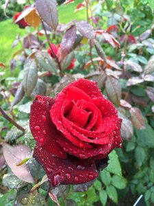 Rose tampere hatanpää arboretum
