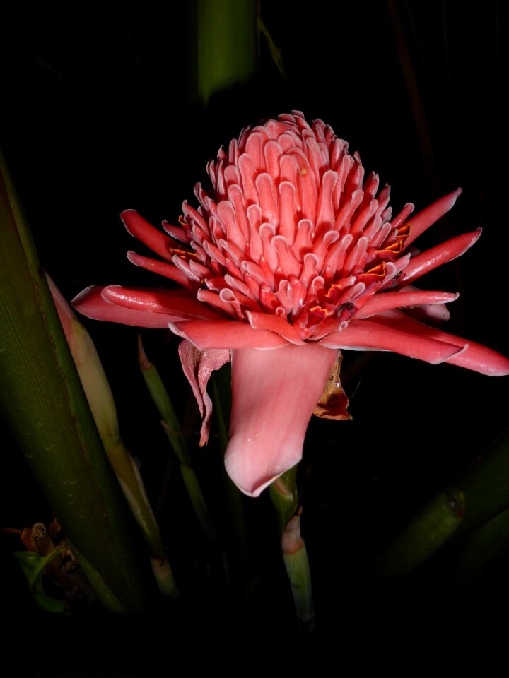 Pink pink flower plant