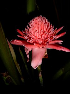 Pink pink flower plant