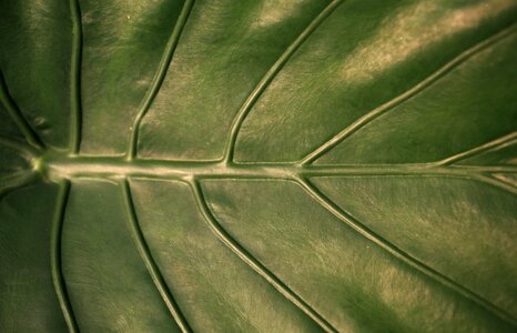 Foliage plant