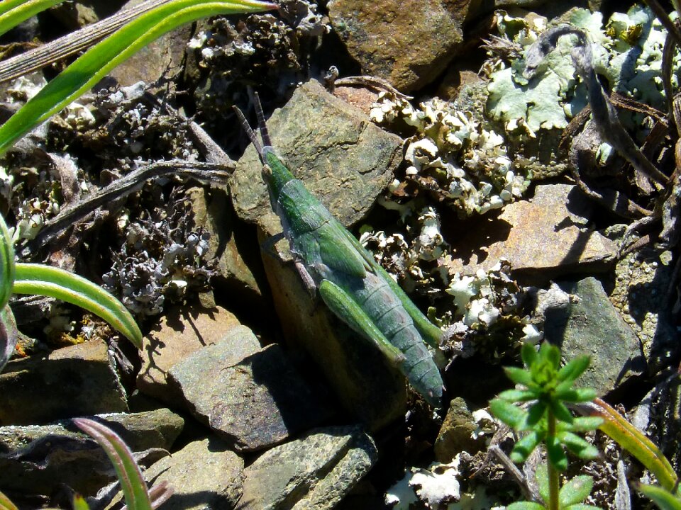 Green grasshopper lobster arthropod