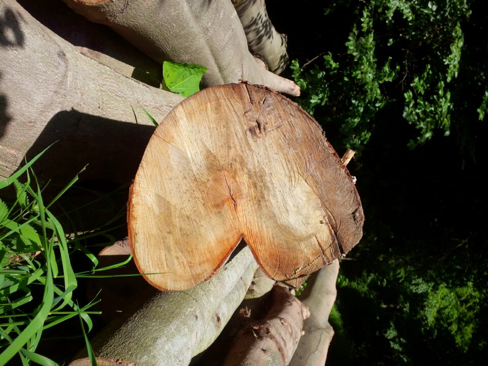 Nature wooden structure love