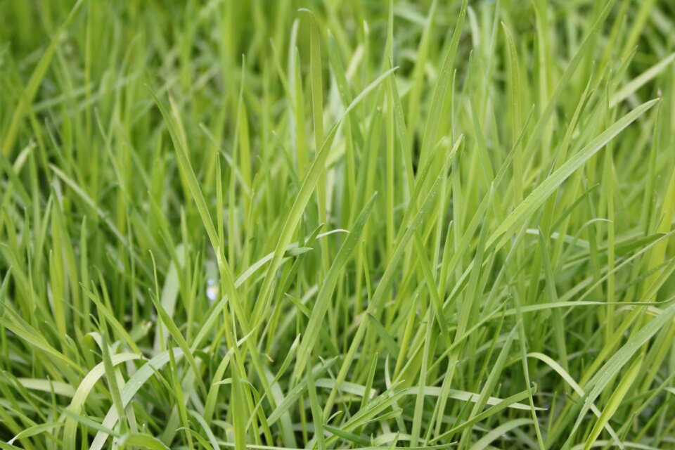Spring green grass nature