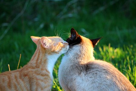 Red mackerel tabby siamese cat siamese photo