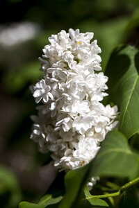 Floral lilac nature photo